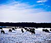 Cows